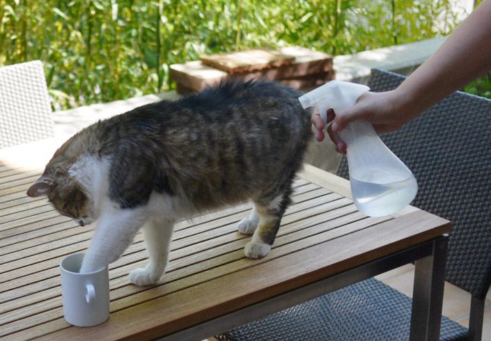 «Ψεκασμός» με νερό, ως μέθοδος διόρθωσης της συμπεριφοράς της γάτας μας: Πότε να το δοκιμάσω και πότε όχι;