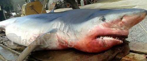 Τεράστιος καρχαρίας ξεβράστηκε σε ελληνική παραλία