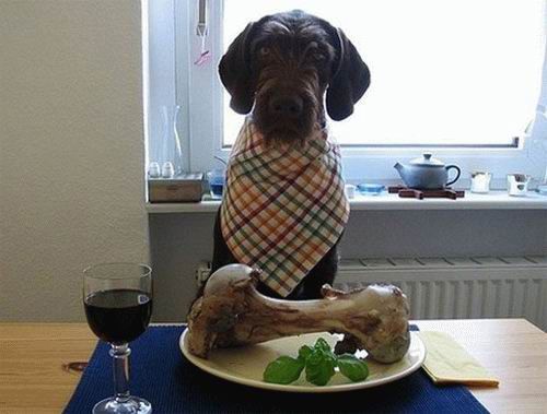 Μαγειρευτό φαγητό για το σκύλο: Βασικοί κανόνες