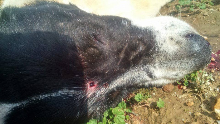 Σκότωσαν αδέσποτο σκυλάκι στη Ραφήνα! (Εικόνες ντροπής)