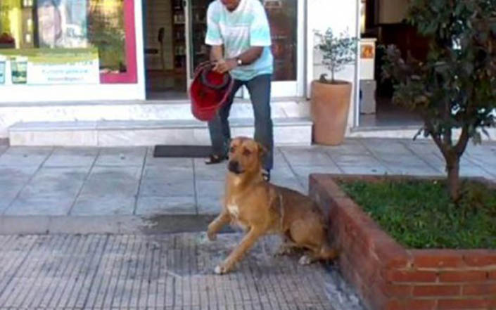 Παρέμβαση εισαγγελέα για τον φαρμακοποιό που καταβρέχει σκύλο με “νερό που περιέχει χλωρίνη” (βίντεο)