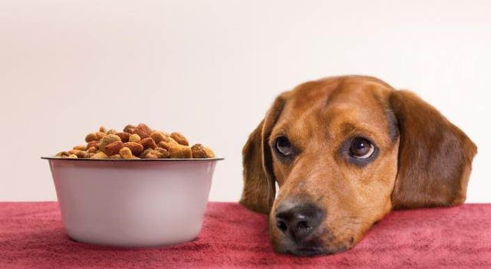 Γιατι οι σκύλοι τρώνε λιγότερο όταν κάνει ζέστη;