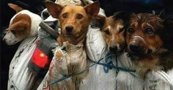 Σταματήστε την σφαγή των σκύλων του φεστιβάλ στο Γιούλιν της Κίνας