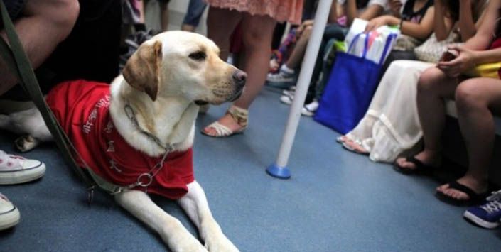 Σκύλοι στο Μετρό και τα δημόσια μέσα μεταφοράς