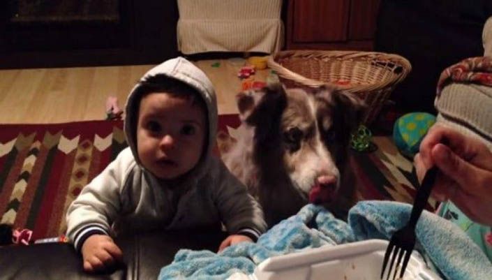 Εκπληκτικό! Σκύλος λέει την λέξη «μαμά» για να φάει το φαγητό του μωρού!(βίντεο)