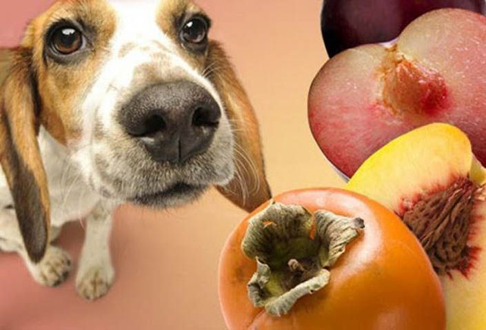 Τροφές βλαβερές ή θανατηφόρες για τον σκύλο