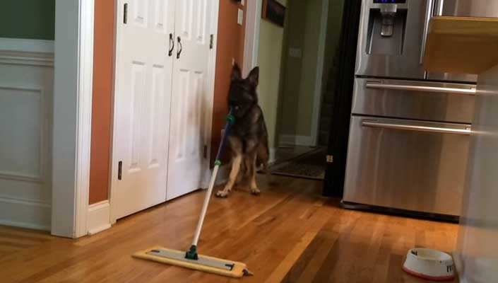 Σκύλος για σπίτι! Σκουπίζει και βάζει πλυντήριο! (βίντεο)