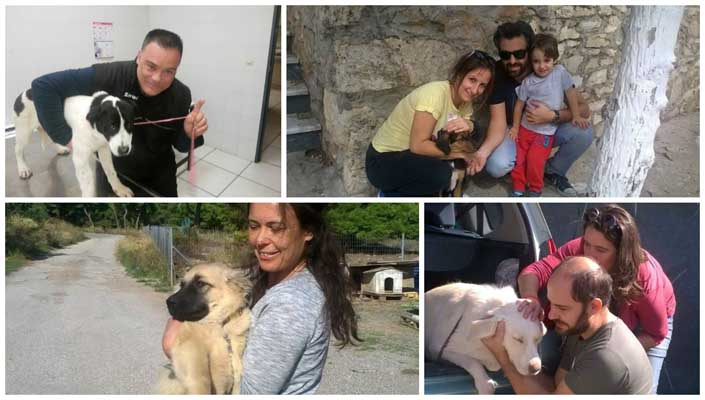 Πήγασος Φιλοζωική: Υιοθετήστε ένα σκυλάκι. Σώστε μια ζωή