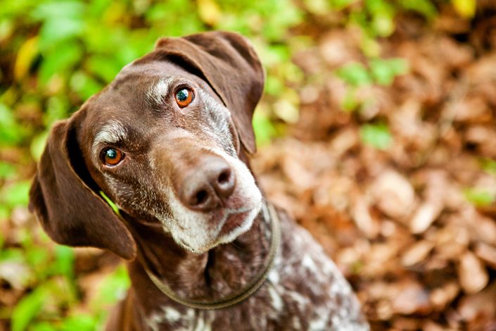 Γατί τα σκυλιά γέρνουν τα κεφάλια τους – Νέα μελέτη δίνει πιθανή εξήγηση