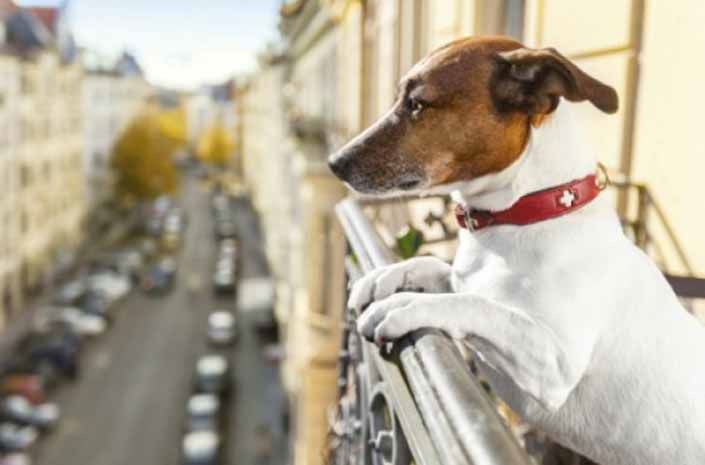 Σκυλιά στο μπαλκόνι, τέλος – Τι υπαγορεύει ο νέος νόμος για τα κατοικίδια