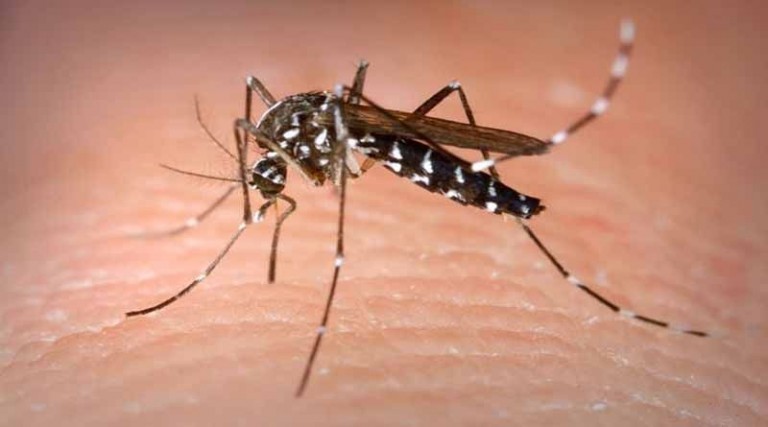 Δήμος Μαραθώνα: Πρόγραμμα καταπολέμησης κουνουπιών
