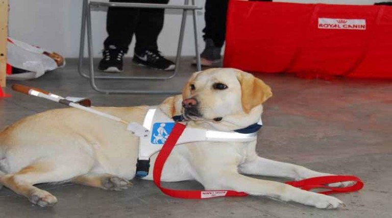 Επιτρέπεται πλέον η είσοδος των σκύλων-οδηγών των τυφλών στα μέσα μεταφοράς