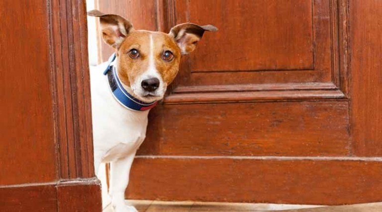 Ασφαλιστικά μέτρα κατά των ιδιοκτητών για την διατήρηση κατοικίδιου (σκύλου) σε μπαλκόνι!