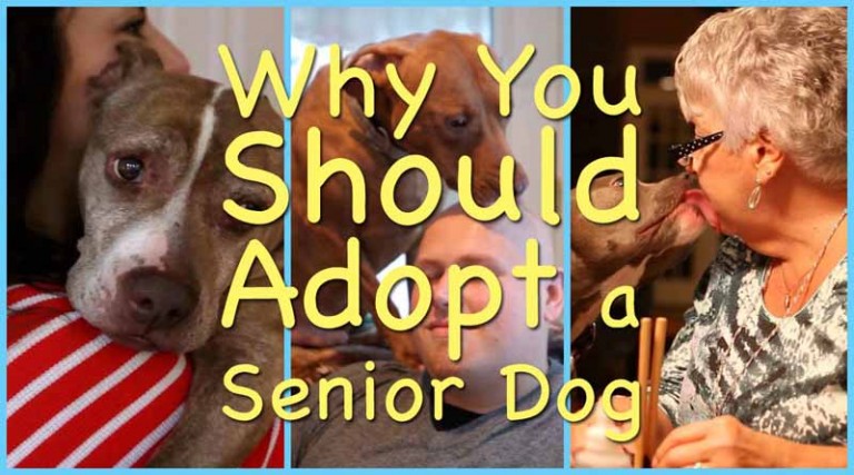Γιατί να υιοθετήσεις έναν ηλικιωμένο σκύλο