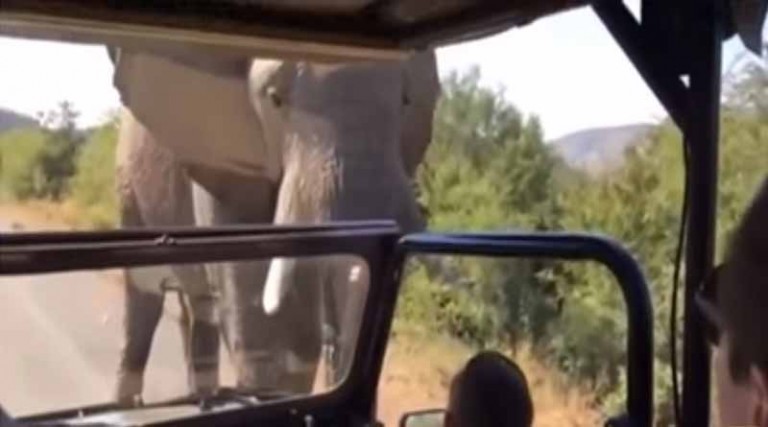 Ελέφαντας σκότωσε τουρίστρια σε σαφάρι στην Ζάμπια – Σοκαριστικό βίντεο!