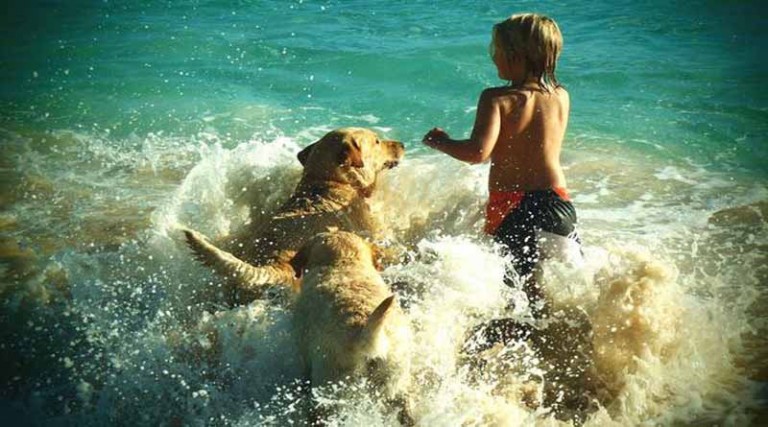 Σε ποιες παραλίες μπορείτε να κολυμπήσετε με τον σκύλο σας και με τη βούλα του νόμου – Η μία από αυτές στη Ραφήνα