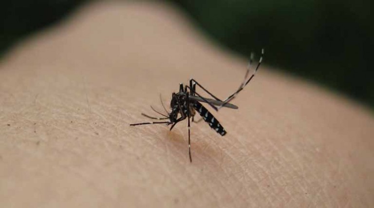 Ιός Δυτικού Νείλου: Έξαρση κρουσμάτων στην Ελλάδα- «Προφυλαχθείτε από τα κουνούπια»