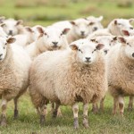Απίστευτο περιστατικό: Πρόβατα έφαγαν 100 κιλά κάνναβης στην Μαγνησία!