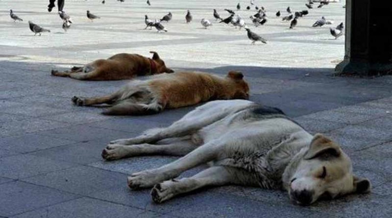 Σκότωσαν τα σκυλιά με φόλες – Τους επικήρυξε με 2.000 ευρώ
