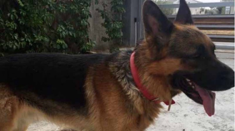 Αυτός ο σκύλος βρέθηκε να περιφέρεται στο Ντράφι- Τον ψάχνει κανείς; (φωτό)
