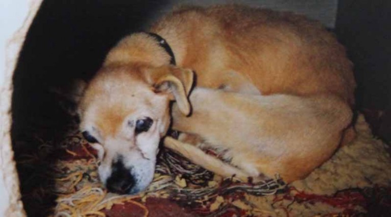 Το αντίο του Ραφηνιώτη στο σκυλάκι του, που έγινε viral στο διαδίκτυο!
