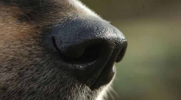 Απίστευτο περιστατικό κακοποίησης ζώου: Έριξαν καυστικό υγρό στην πλάτη σκύλου