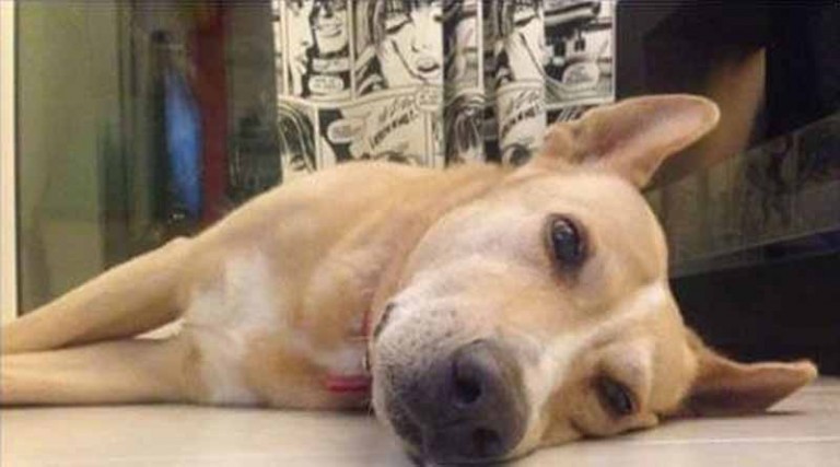 Νεκρός από φόλα σε κεντρικό πάρκο της Αθήνας σκύλος γνωστού δημοσιογράφου – Προσοχή σε όσους έχουν σκύλους!
