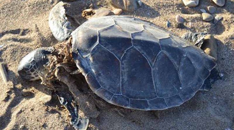 Νεκρή θαλάσσια χελώνα σε παραλία της Αν. Αττικής