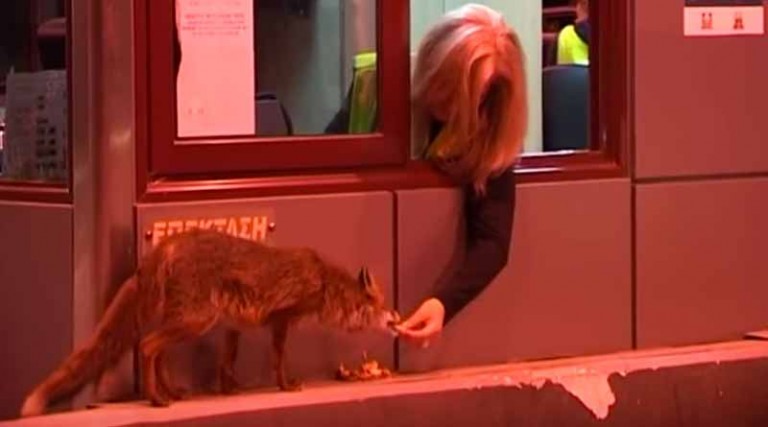 Υπάλληλος διοδίων ταΐζει στο στόμα αλεπού (βίντεο)