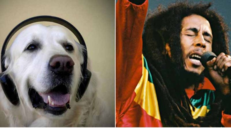 Γιατί τα σκυλιά χαίρονται να ακούνε Bob Marley;