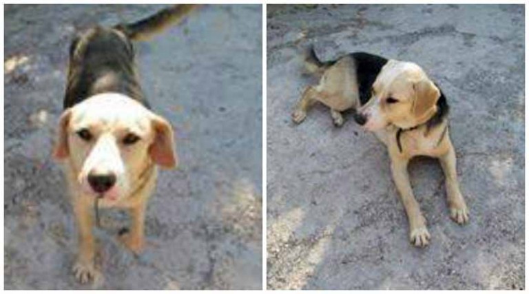 Βρέθηκε σκυλίτσα στη Ραφήνα! Αναζητείται το αφεντικό του