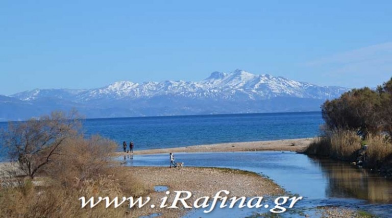 Μαγικές εικόνες στη Ραφήνα: Οι κύκνοι και τα χιονισμένα βουνά της Εύβοιας (φωτό)
