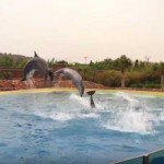 Σπάτα: Καταδίκη για το Αττικό Ζωολογικό Πάρκο – Έξι μήνες φυλάκιση με αναστολή στην ιδιοκτησία για τις παραστάσεις με τα δελφίνια