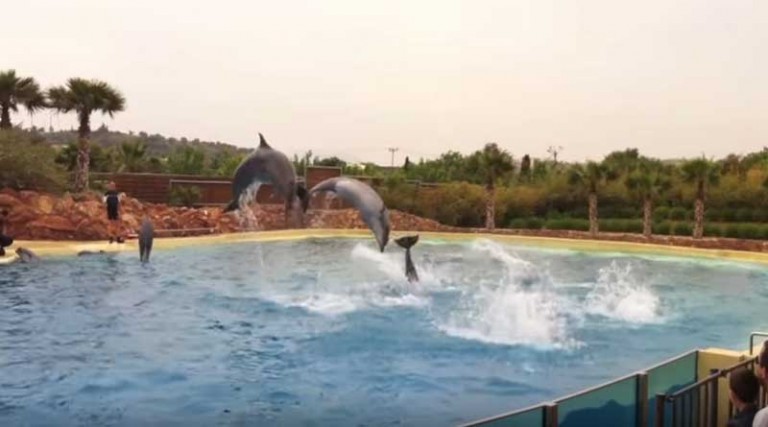 Σπάτα: Καταδίκη του Αττικού Ζωολογικού Πάρκου για τις παραστάσεις με τα δελφίνια