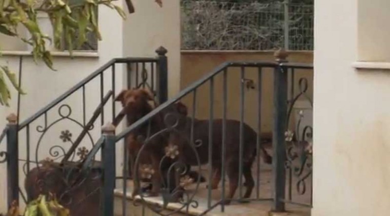 Έκτακτη ανάγκη η απομάκρυνση των εγκλωβισμένων σκύλων στο Άνω Σούλι! (βίντεο)