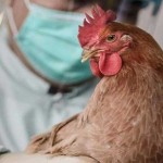 Μπορεί ο ιός της γρίπης των πτηνών να προκαλέσει πανδημία; Τι απαντά ο Γκίκας Μαγιορκίνης