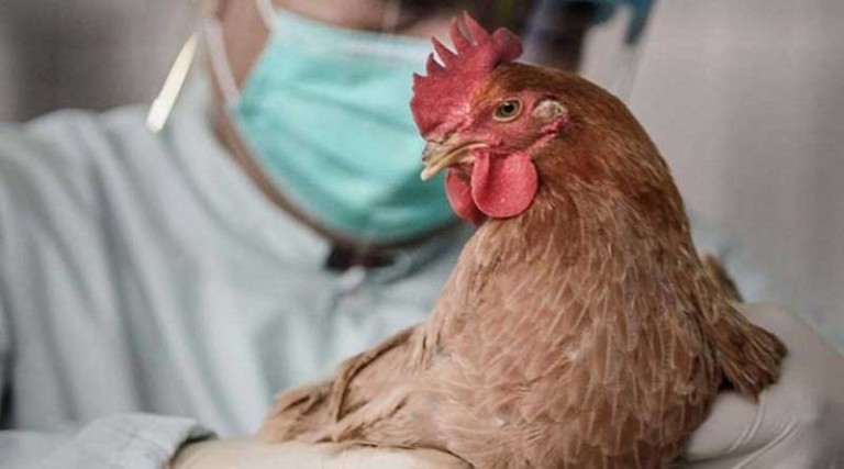 ΠΟΥ: Νέα επιβεβαιωμένα κρούσματα γρίπης των πτηνών