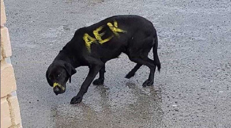 Έβαψαν σκύλο με τα χρώματα της ΑΕΚ: Οργή από χιλιάδες κόσμου – Η ανακοίνωση για το περιστατικό