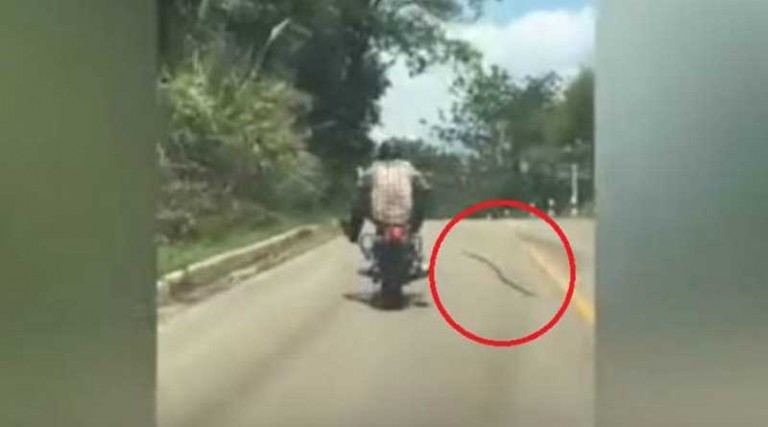 Φίδι επιτέθηκε σε οδηγό μηχανής εν κινήσει (βίντεο)