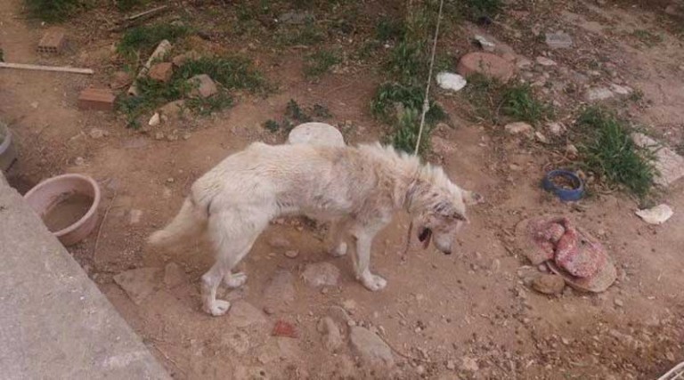 Γέρακας: Έφυγαν για Καναδά & εγκατέλειψαν τον σκύλο τους που σάπιζε απ’ το περιλαίμιο & τα τσιμπούρια
