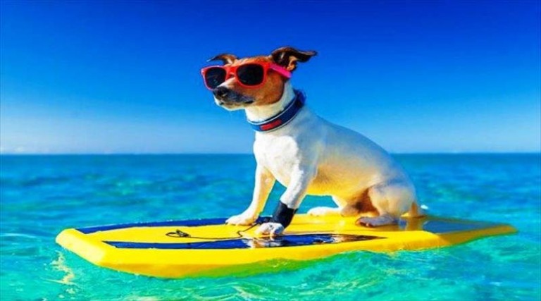 Τι να προσέχετε όταν πηγαίνετε με τον σκύλο στη θάλασσα