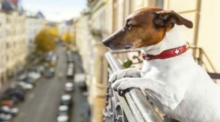 Σκύλος σε διαμέρισμα – Τι ορίζει ο νόμος