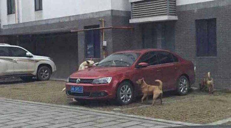 Οδηγός κλώτσησε σκύλο για να παρκάρει! Αυτό που έγινε στην συνέχεια θα το θυμάται για πάντα