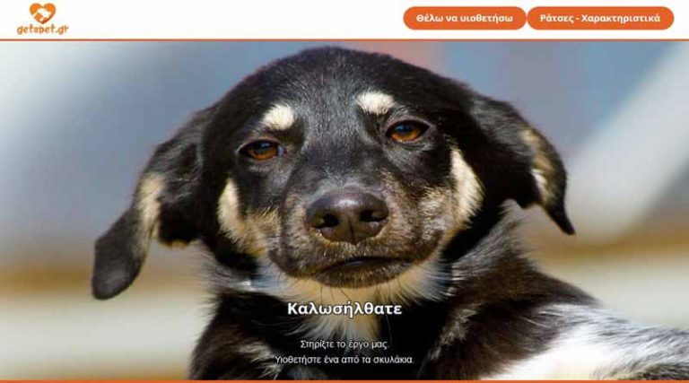 Getapet.gr! Επτά οικογένειες ήδη ενδιαφέρθηκαν να υιοθετήσουν σκυλάκια
