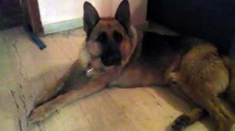 Βρέθηκε νεαρό λυκόσκυλο, στην Λ. Φλέμινγκ στη Ραφήνα