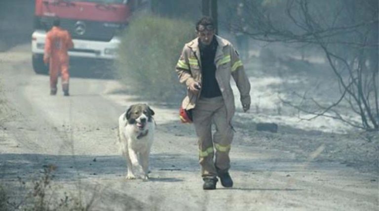 Έκκληση για τα σκυλιά που εγκαταλείφθηκαν μετά τις πυρκαγιές στην Αν. Αττική