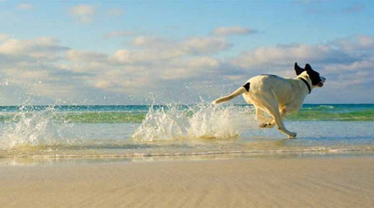 Σε Αρτέμιδα, Πόρτο Ράφτη & Λαύριο οι  pet friendly παραλίες – Πού θα πάτε με τον σκύλο σας