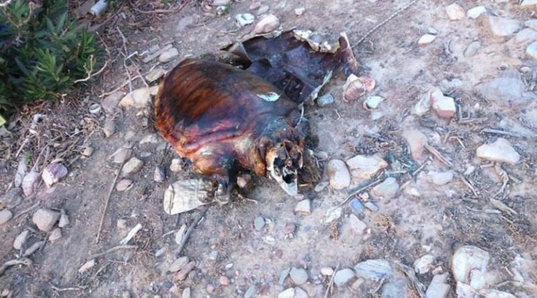 Βρέθηκε νεκρή σε θαλάσσια περιοχή χελώνα καρέτα-καρέτα