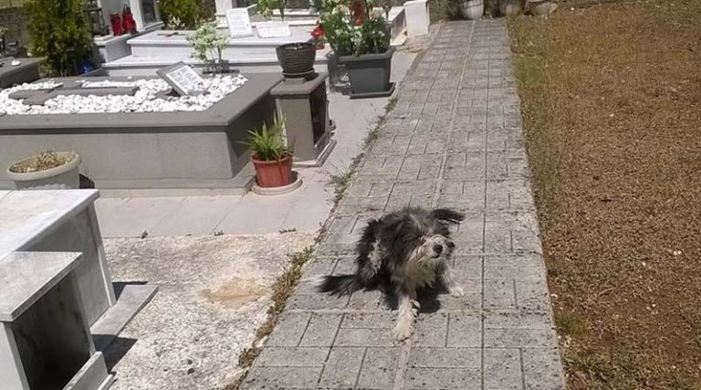 Σκύλος ζει στο νεκροταφείο από τότε που πέθανε η κηδεμόνας του