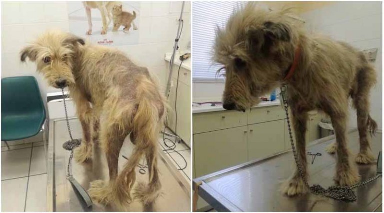 Η Φιλοζωική έσωσε σκυλάκο που περιπλανιόταν στη Λ. Φλέμινγκ